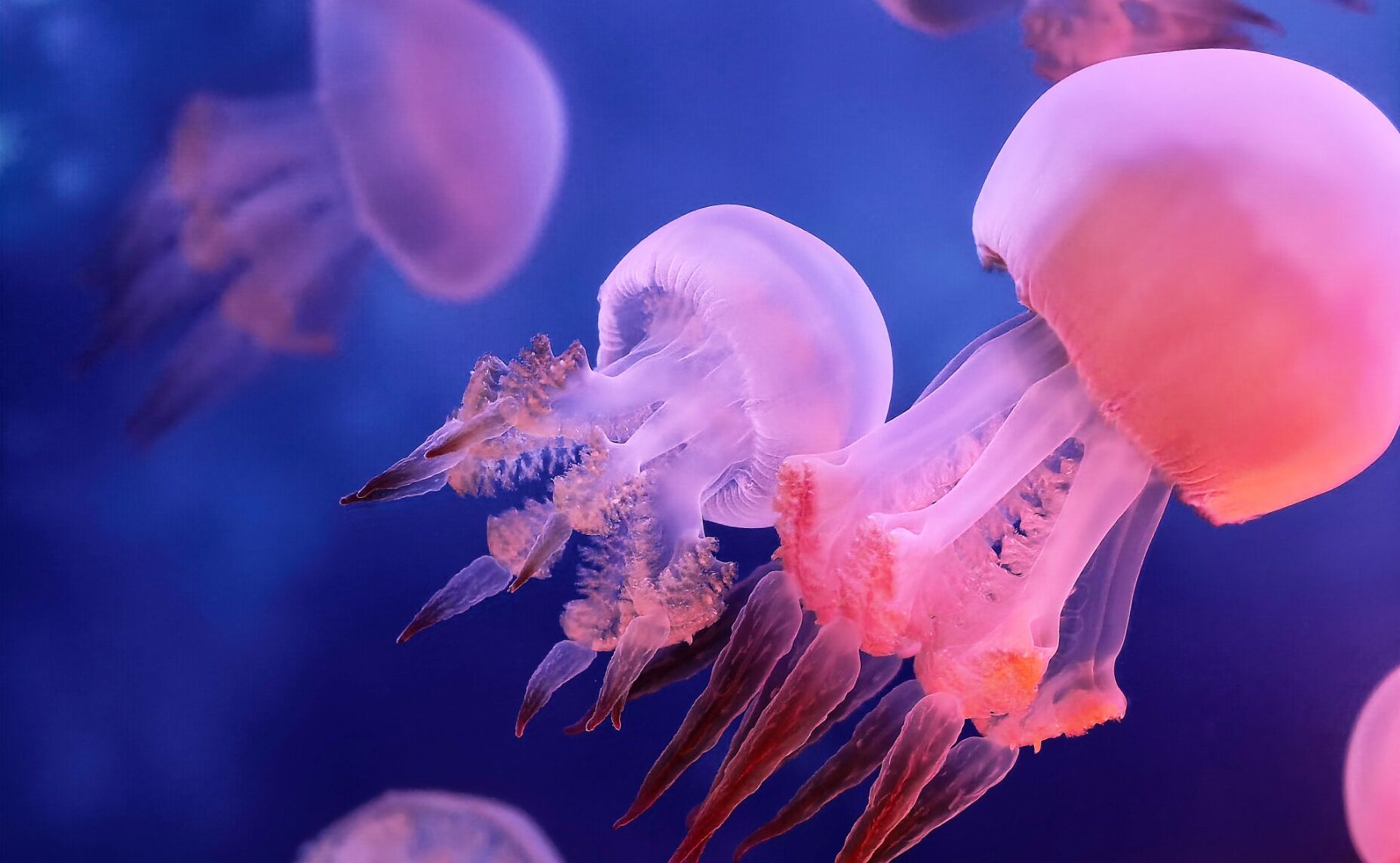 HUAWEI Mate X7 True-to-Colour camera photo graphy sample 5